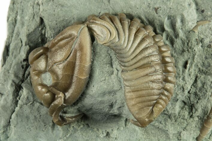 Curled Flexicalymene Trilobite - Indiana #270420